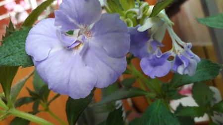 Il recunoasteti ?; Este unul din cei mai frumosi achi ai mei , nu inteleg de ce s-a franjurat asa
