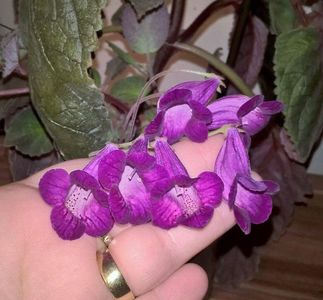 received_1654775651239237