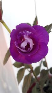 Purple Mistery