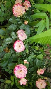 20190608_135406 (2)