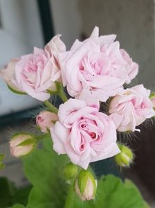 Millfield rose
