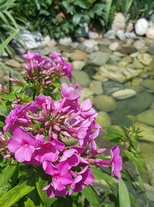 Phlox