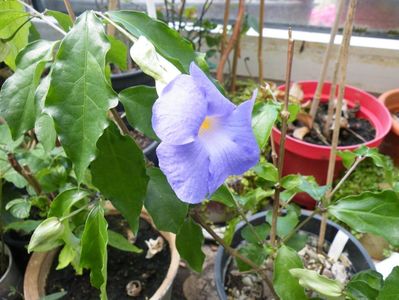thunbergia erecta