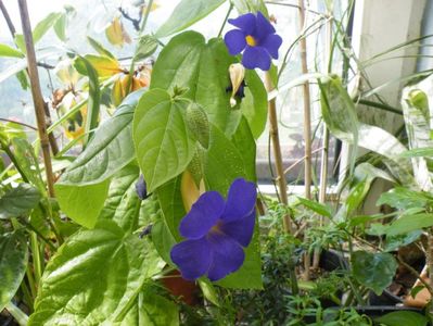 thunbergia batiscombei
