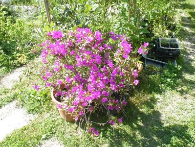 bougaivillea