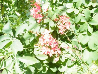 plumbago rosu