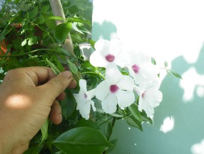 pandorea alba