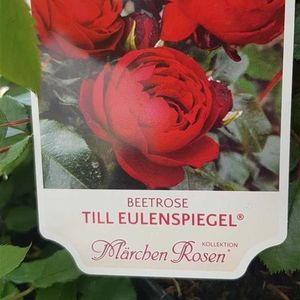 TILL EULENSPIEGEL BEETROSE -1