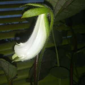 Sinningia Barbata