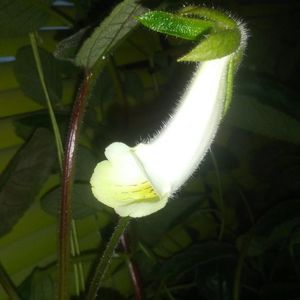 Sinningia Barbata