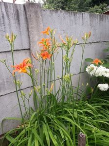 Hemerocallis fulva