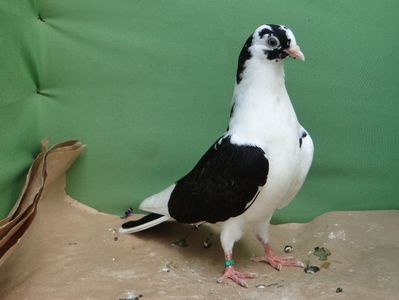 F 2019_6633_1( 14 pene in coada)