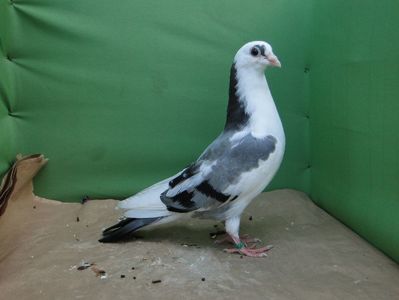 M 2019_6620 (14 pene in coada)