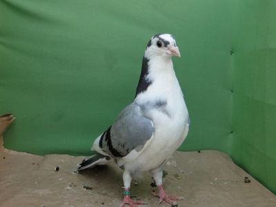 F_2019  6634(13 pene in coada)