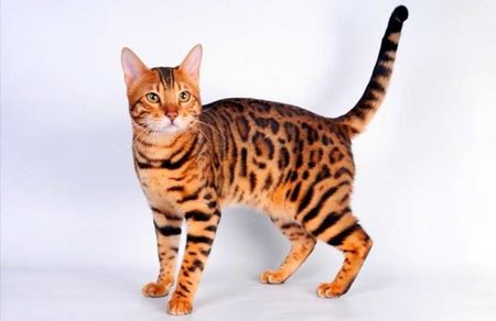 Bengal