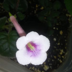 Sinningia MG's Kitty