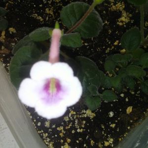 Sinningia MG's Kitty