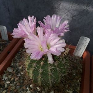 Acanthocalycium spiniflorum