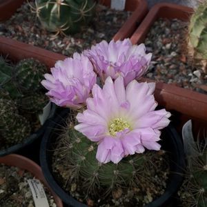 Acanthocalycium spiniflorum