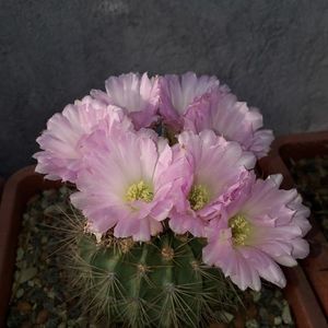 Acanthocalycium spiniflorum