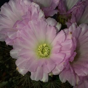 Acanthocalycium spiniflorum  detaliu floare