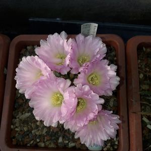 Acanthocalycium spiniflorum
