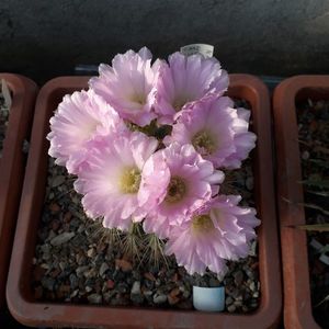 Acanthocalycium spiniflorum
