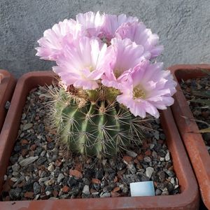 Acanthocalycium spiniflorum
