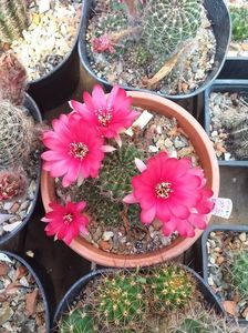 Lobivia sp