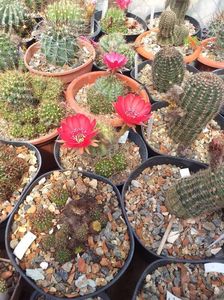 Lobivia sp