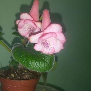 Sinningia MG's Tenko