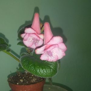 Sinningia MG's Tenko