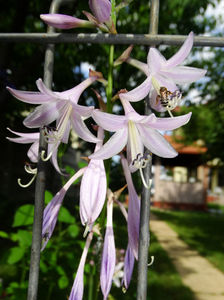 Flori mediovariegata