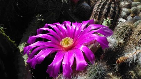 Echinocereus morricalli; Planta din colectia dlui Mihai ionescu din Mangalia
