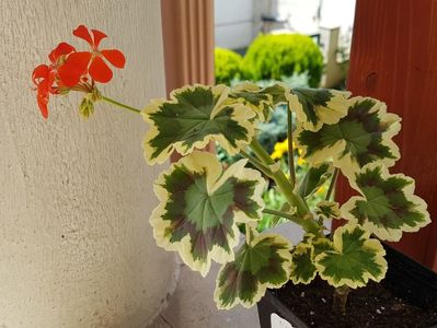 Contrast