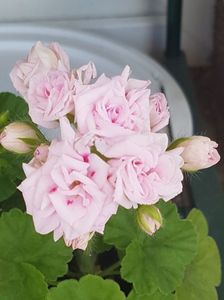 Millfield rose