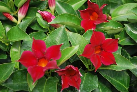 mandevilla-Burgundy-original