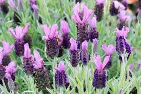 Lavandula Stoechas Anouk