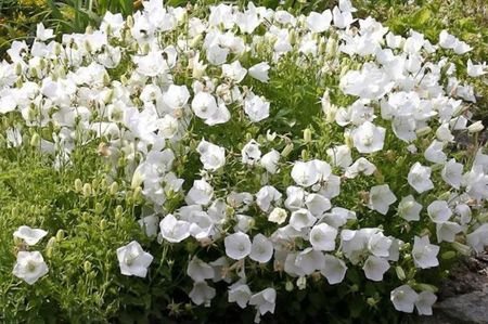 Campanula_carpatica_f._alba_1_nbrcg_1024x1024