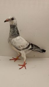vandut