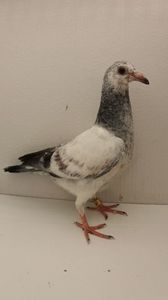 vandut