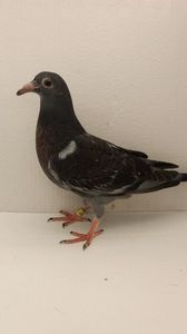 vandut
