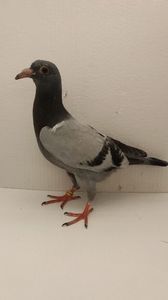 vandut