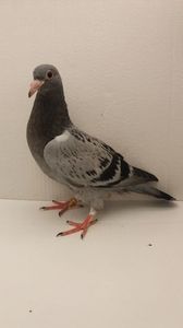 vandut