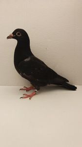 vandut
