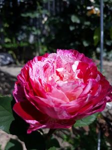 Belle de Segosa