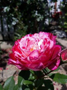 Belle de Segosa