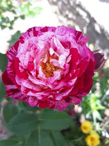 Belle de Segosa