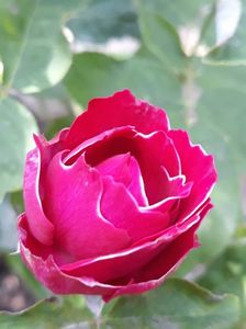 Baron Girod  de l' Ain