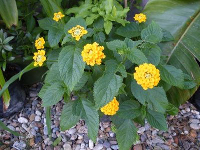 lantana